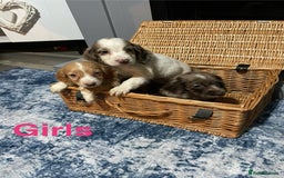 Cocker Spaniel dogs for sale: Stunning cocker spaniels puppies - Advert 1