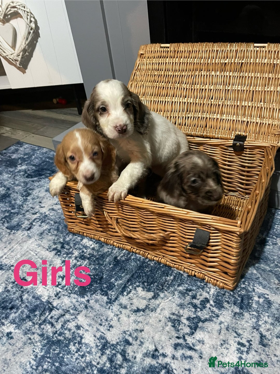 Cocker Spaniel dogs for sale: Stunning cocker spaniels puppies - Advert 1