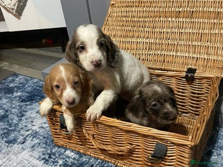 Cocker Spaniel dogs Stunning cocker spaniels puppies - Advert 11