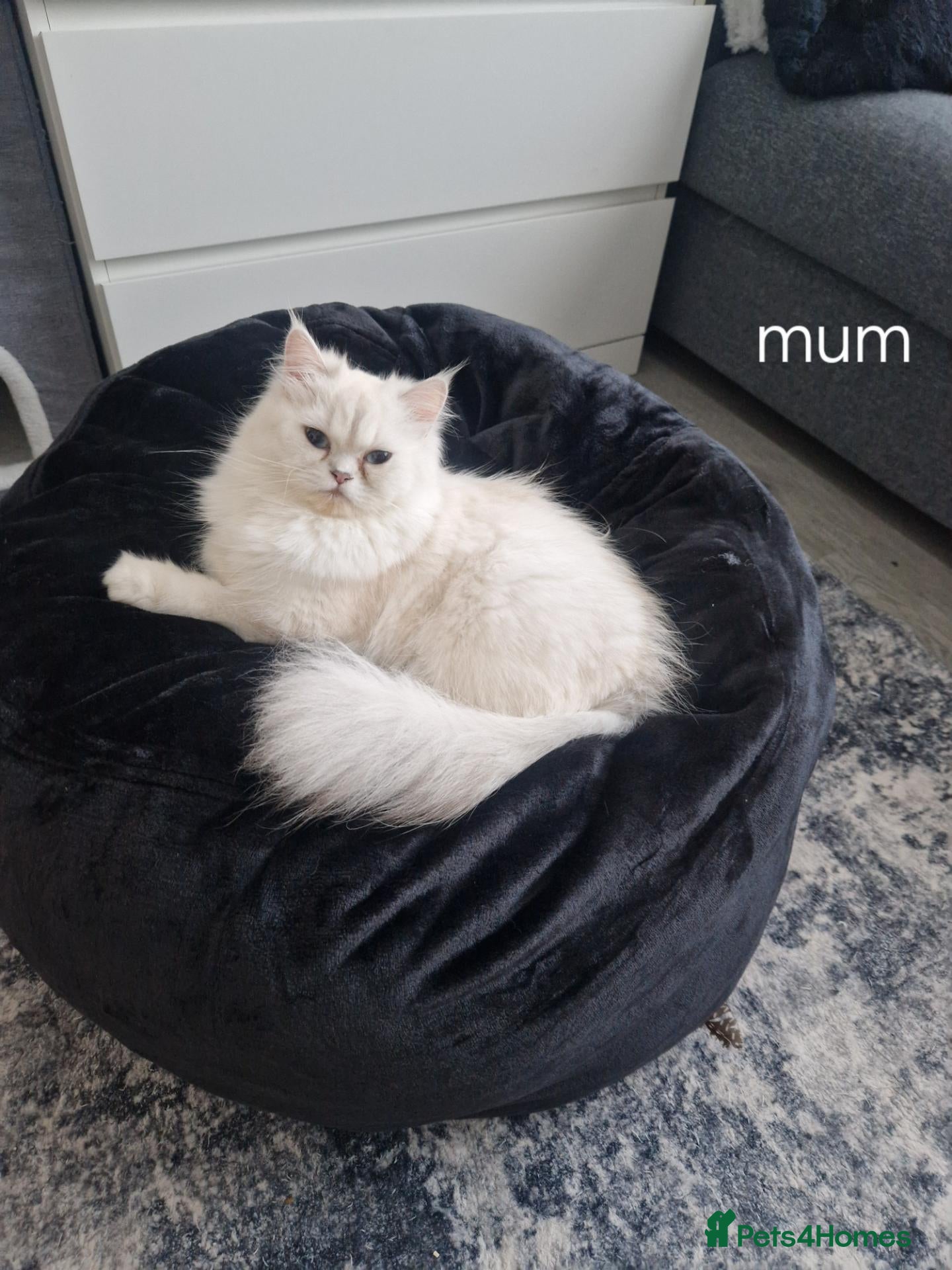 Persian cats Chinchilla Persian  - Advert 6