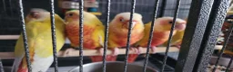 Conures birds for sale: Suncheek baby Handreared Conures - Advert 11