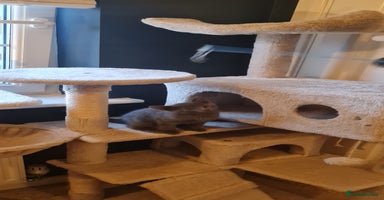 Mixed Breed cats - Advert 10