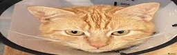Mixed Breed cats for sale: Ginger kittens in Middlesbrough - Advert 11