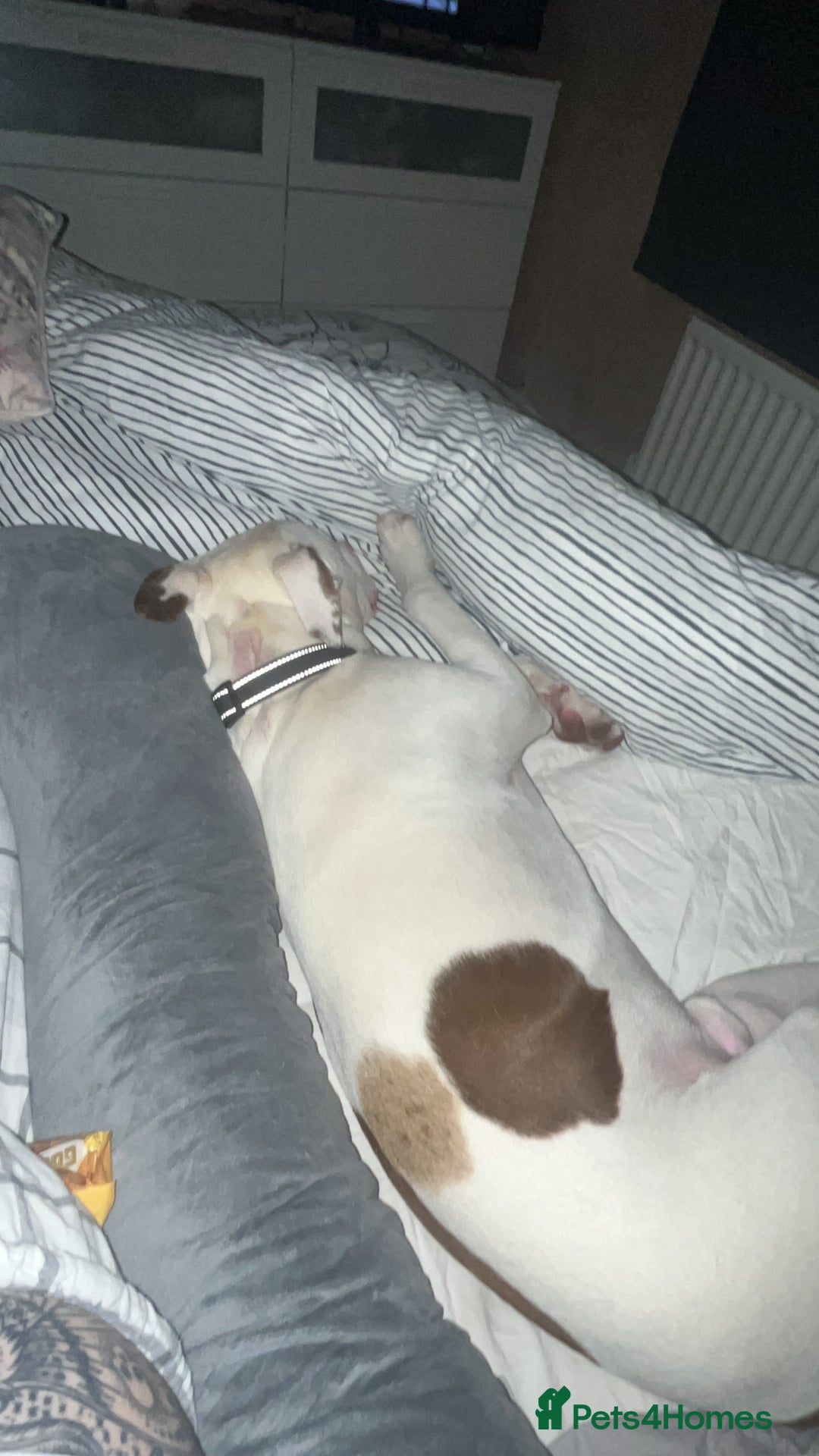 Staffordshire Bull Terrier dogs for sale: 9 month old puppy  - Image 6