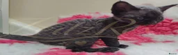 Devon Rex cats for sale: GCCF registered Devon Rex Kittens - Advert 14
