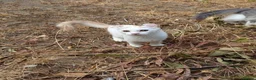 American Curl cats for sale: Beautiful, playful Rare American Curl Kittens - Advert 16