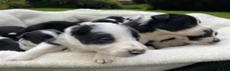 Border Collie dogs for sale: Beautiful Border Collie Puppies in Grassington - Advert 5