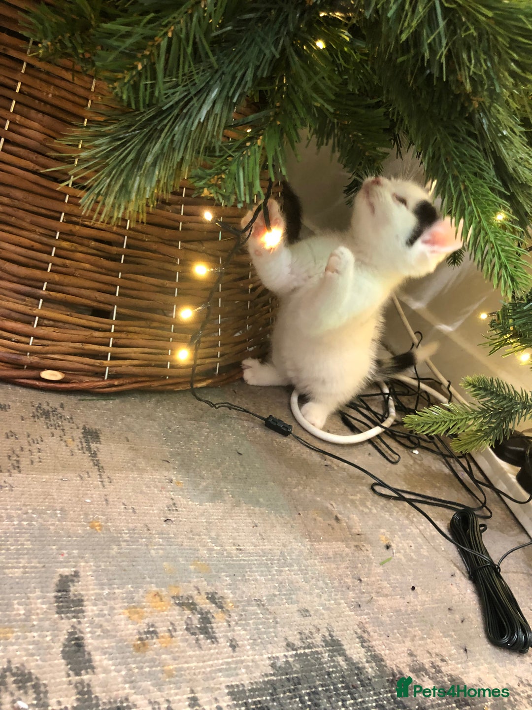 Mixed Breed cats for sale: 4 Lovely kittens for sale  - Advert 10