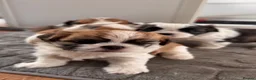 Malshi dogs for sale: 🐾❤️ ADORABLE MALSHI PUPPIES! ❤️🐾 - Advert 27