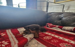 Mixed Breed dogs for sale: French Bulldog x Dachshund Puppies - Image 10