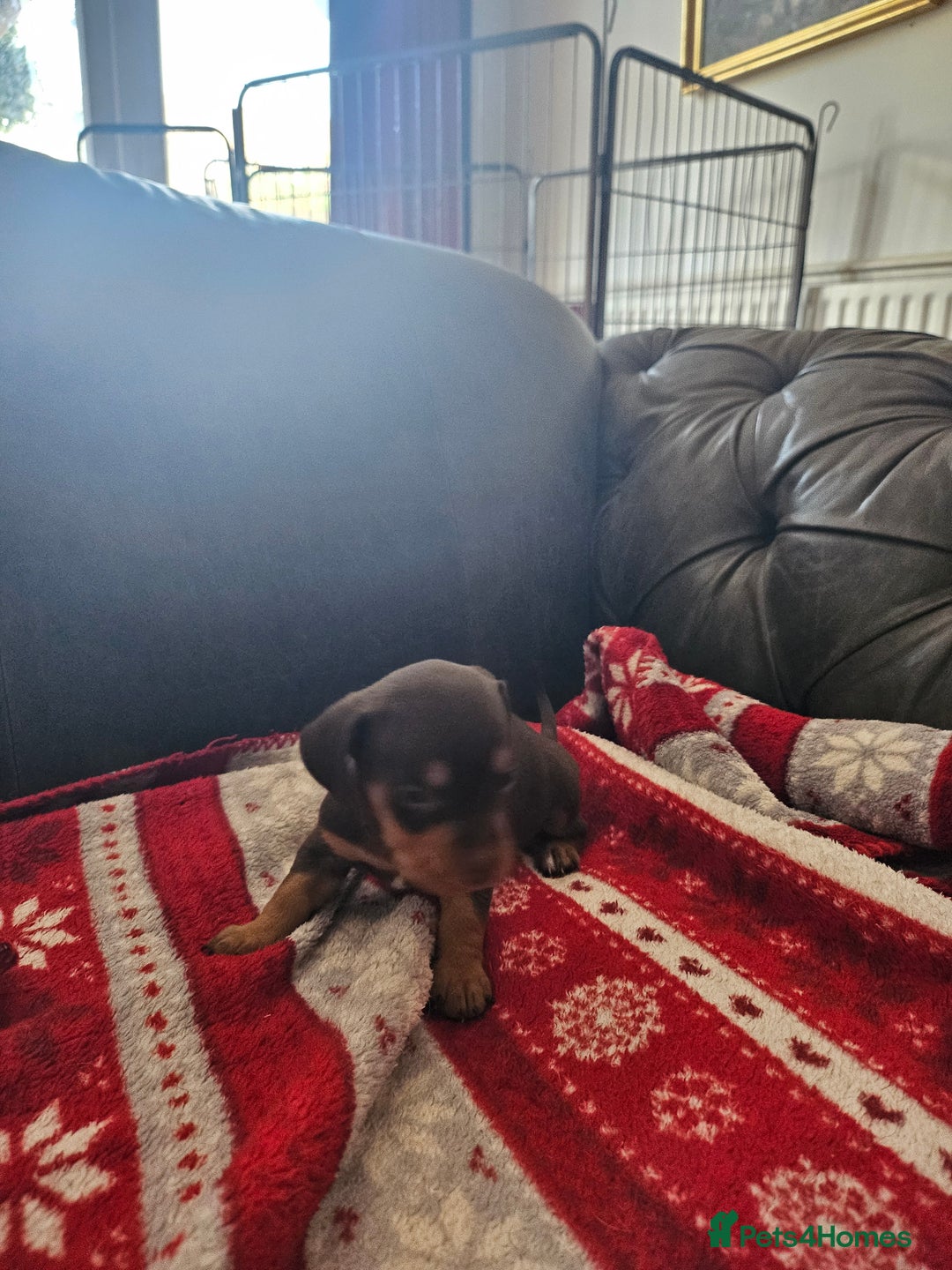 Mixed Breed dogs for sale: French Bulldog x Dachshund Puppies - Image 10