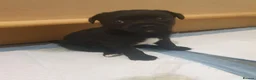 Patterdale Terrier dogs for sale: Patterdale Pups  - Advert 8