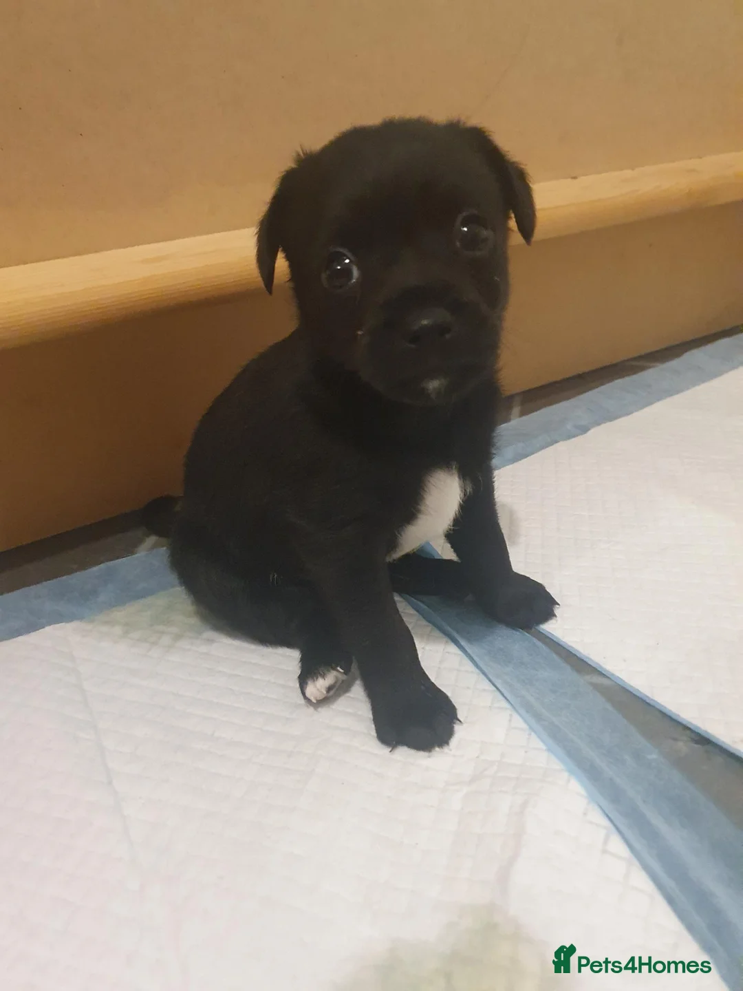 Patterdale Terrier dogs for sale: Patterdale Pups  - Advert 8