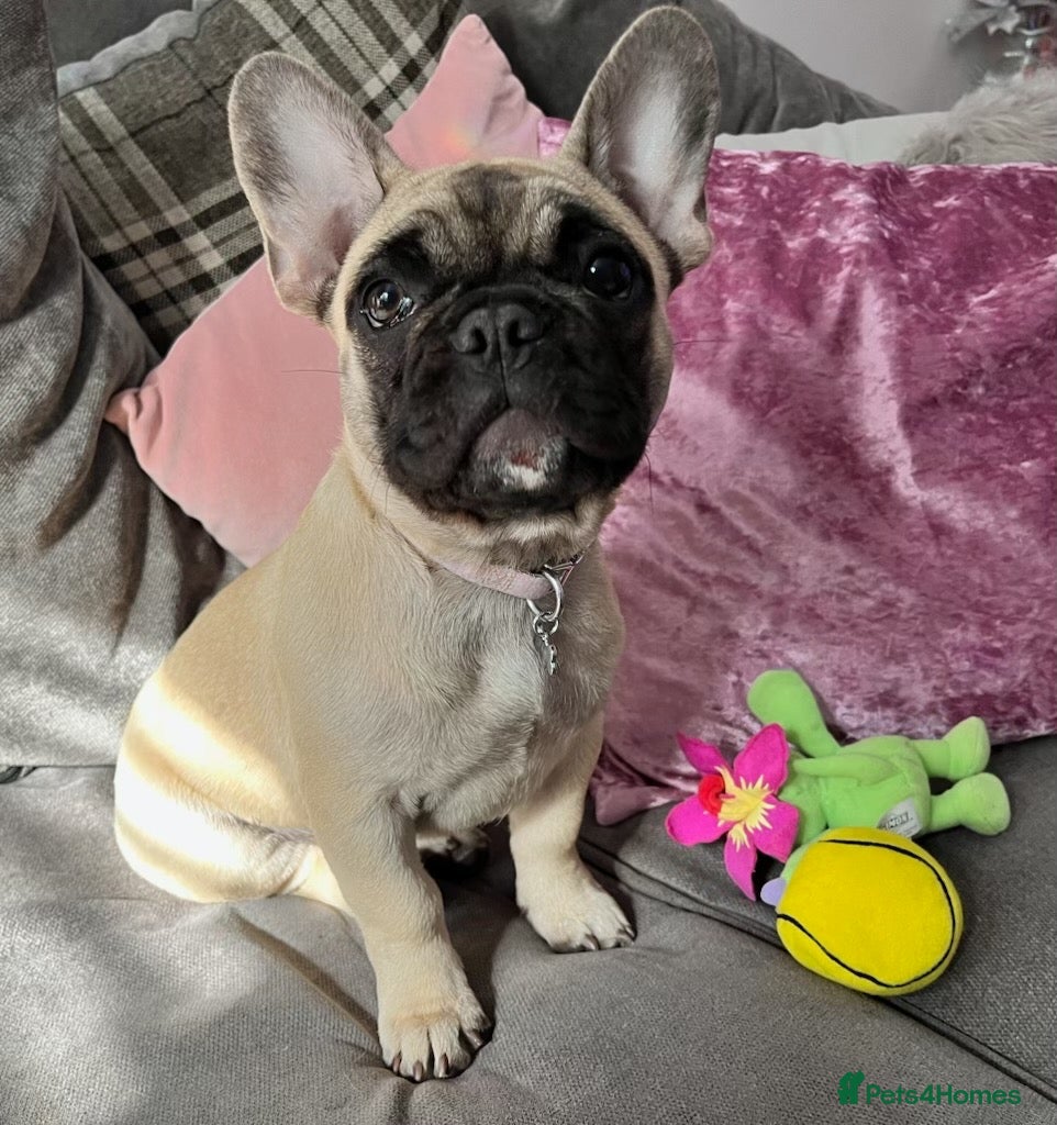 French Bulldog dogs for sale: French bulldog female  - Advert 16