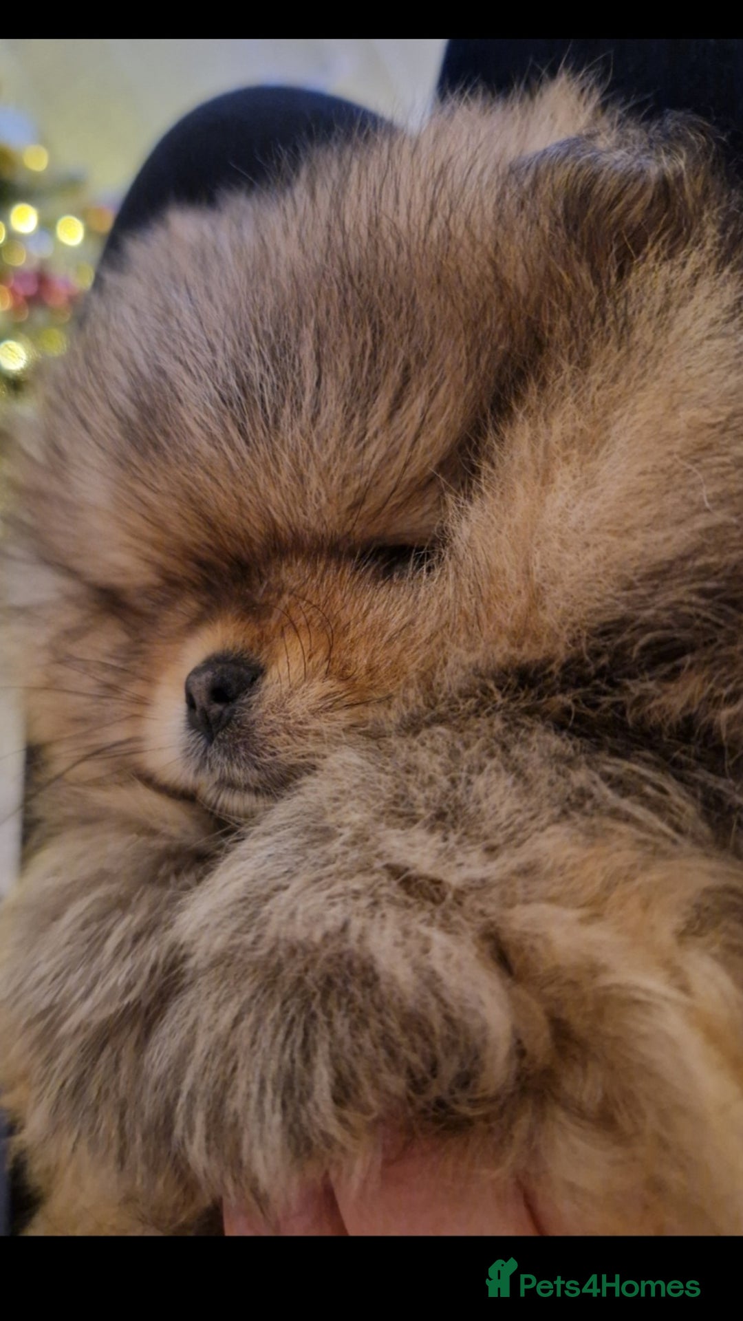 Pomeranian dogs for sale: **SOLD** KC Reg Pom– Orange Sable Boy - Advert 1
