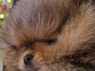 Pomeranian dogs ***REDUCED*** KC Reg Pom Pup– Orange Sable Boy - Advert 10