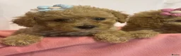 Poochon dogs for sale: Beautiful Poochon Puppies  - Advert 8
