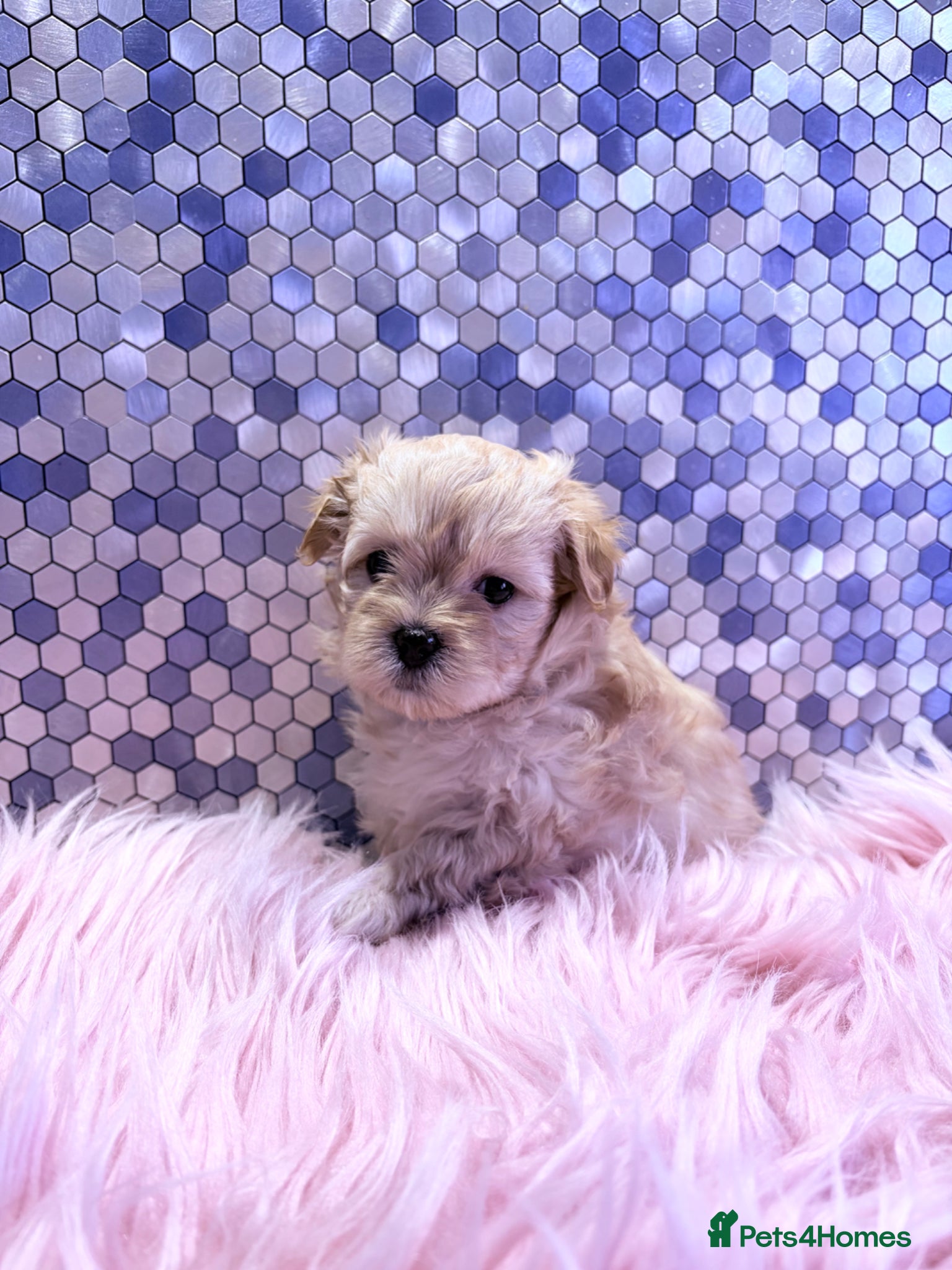 Maltipoo dogs F1 Korean multipoo one baby boy remaining  - Advert 6