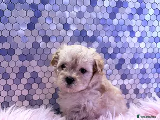 Maltipoo dogs F1 Korean multipoo ready to leave now - Advert 5
