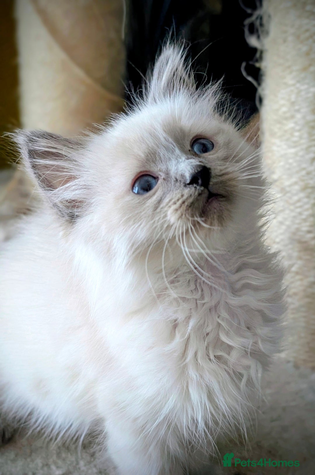 Ragdoll cats for sale: Gorgeous Blue Point Male Ragdoll  - Advert 3