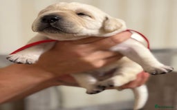 Labrador Retriever dogs for sale: Stunning, White/Yellow KC Registered Labrador Pups - Image 39