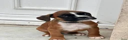 Boxer dogs for sale: READY NOW- Stunning boxer puppies - Advert 21