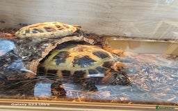 Hermann Tortoise reptiles for sale: Hurmman Tortoise  - Image 11