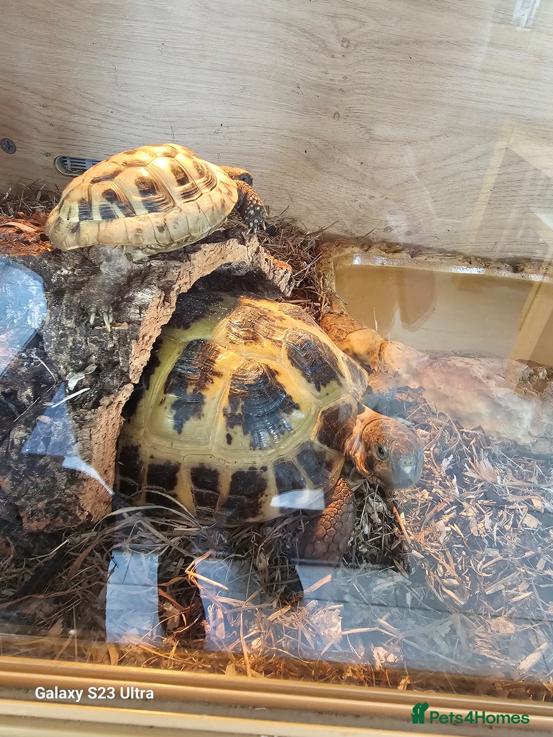 Hermann Tortoise reptiles for sale: Hurmman Tortoise  - Image 11
