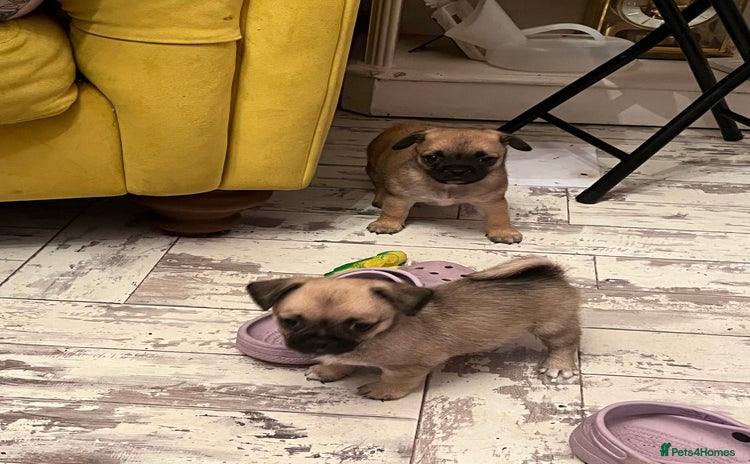 Mixed Breed dogs - Advert 1