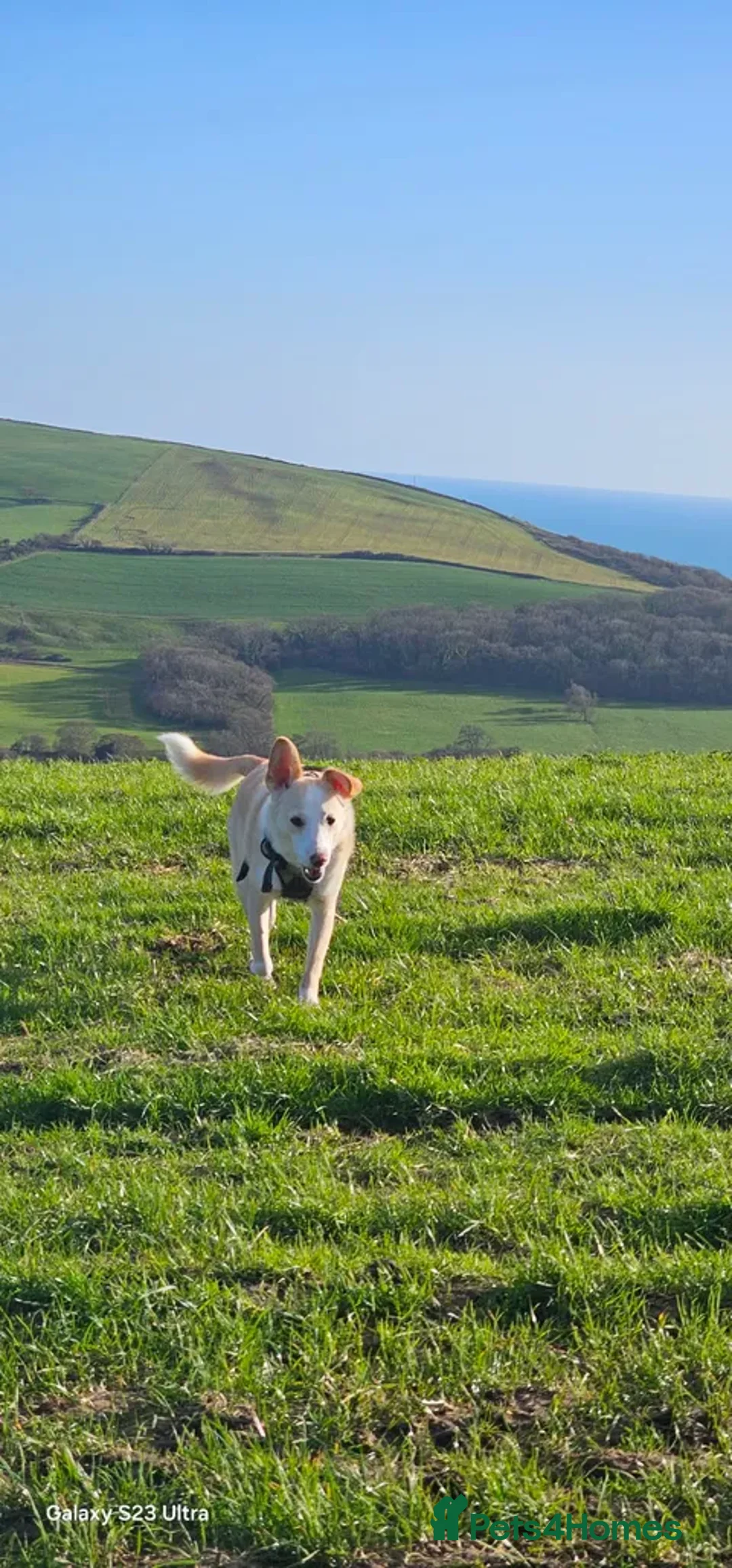 Mixed Breed dogs for adoption: Meet Chips – the gentle, loyal little soul - Advert 8