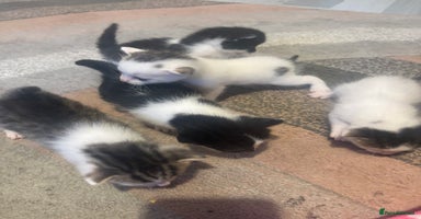 Mixed Breed cats - Advert 6