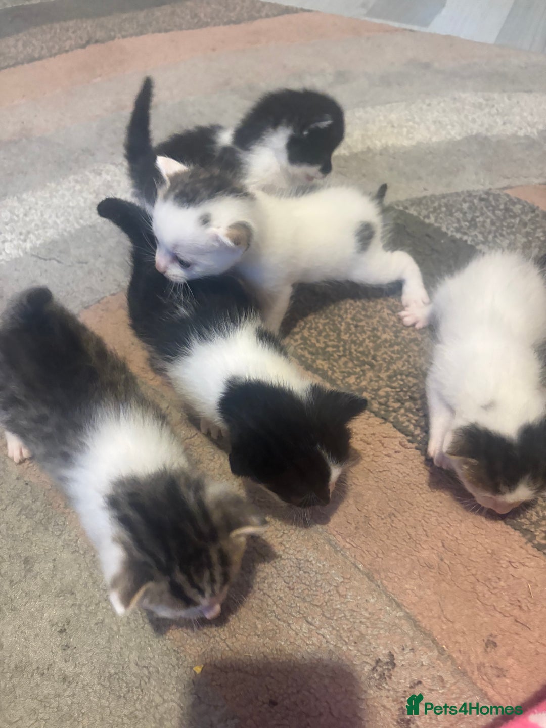 Mixed Breed cats for sale: Gorgeous kittens for sale  - Image 2