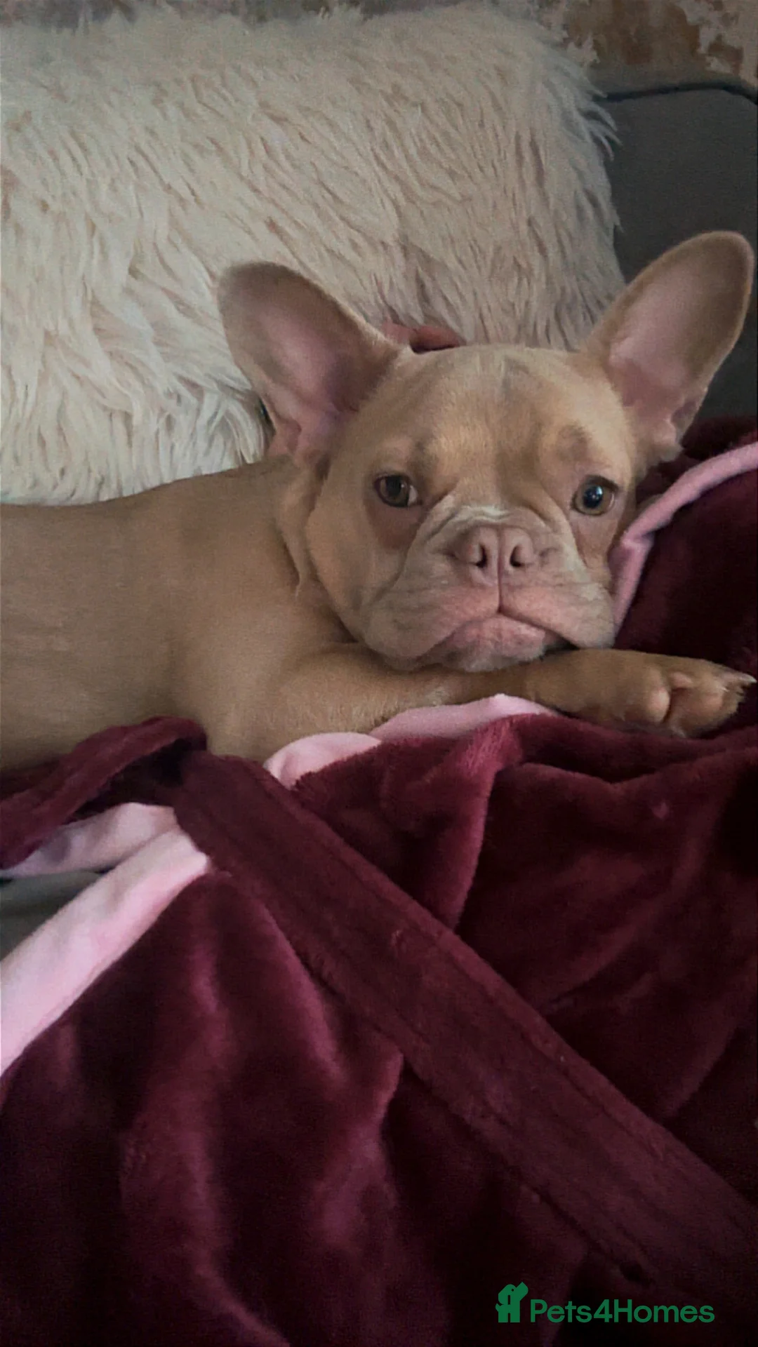 French Bulldog dogs for sale: Daisy - Advert 3