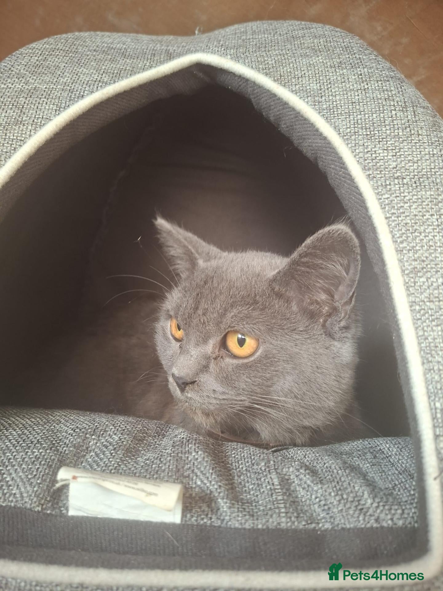 Mixed Breed cats Beautiful British short hair X Ragdoll kitten. - Advert 8