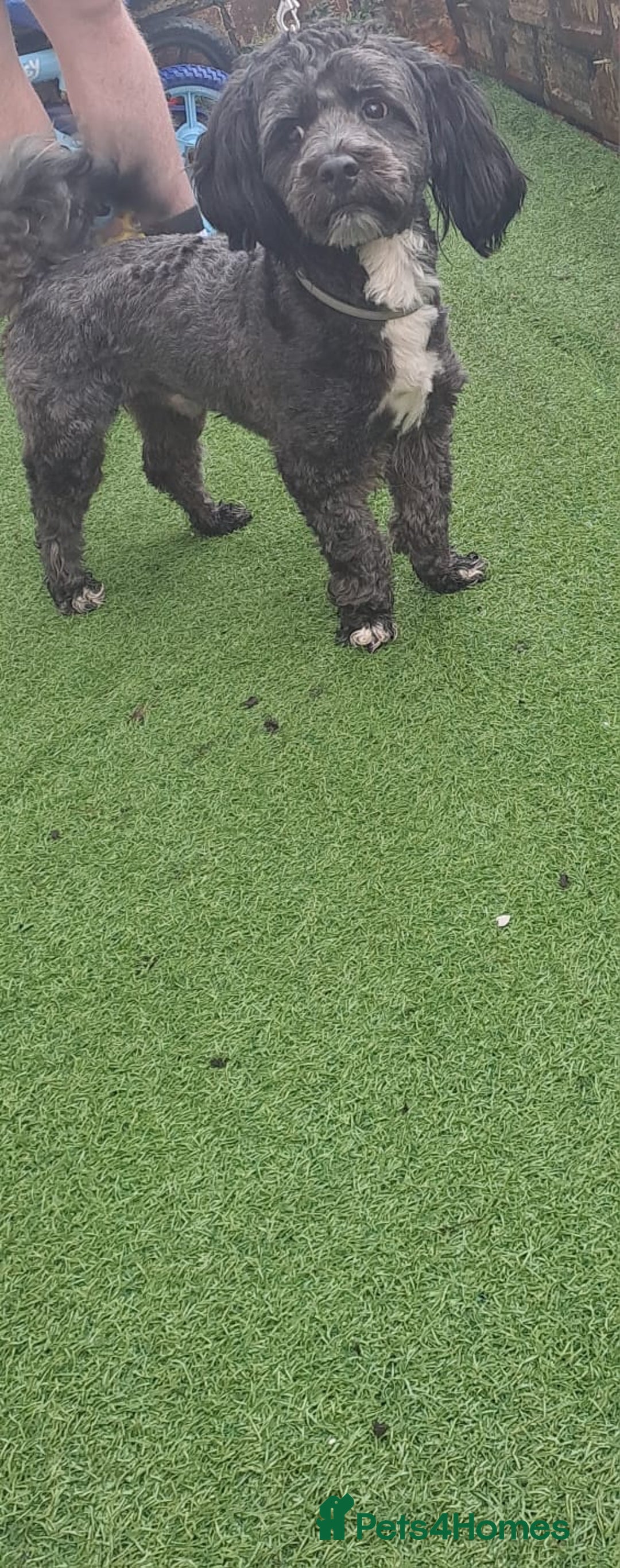 Lhasapoo dogs for sale: Beautiful lhasapoo boy  - Advert 5