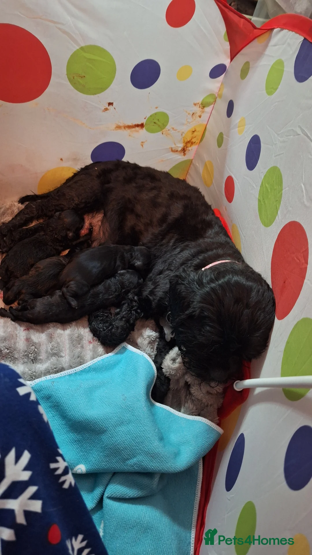 Shihpoo dogs for sale: Shipoo pups  - Advert 4