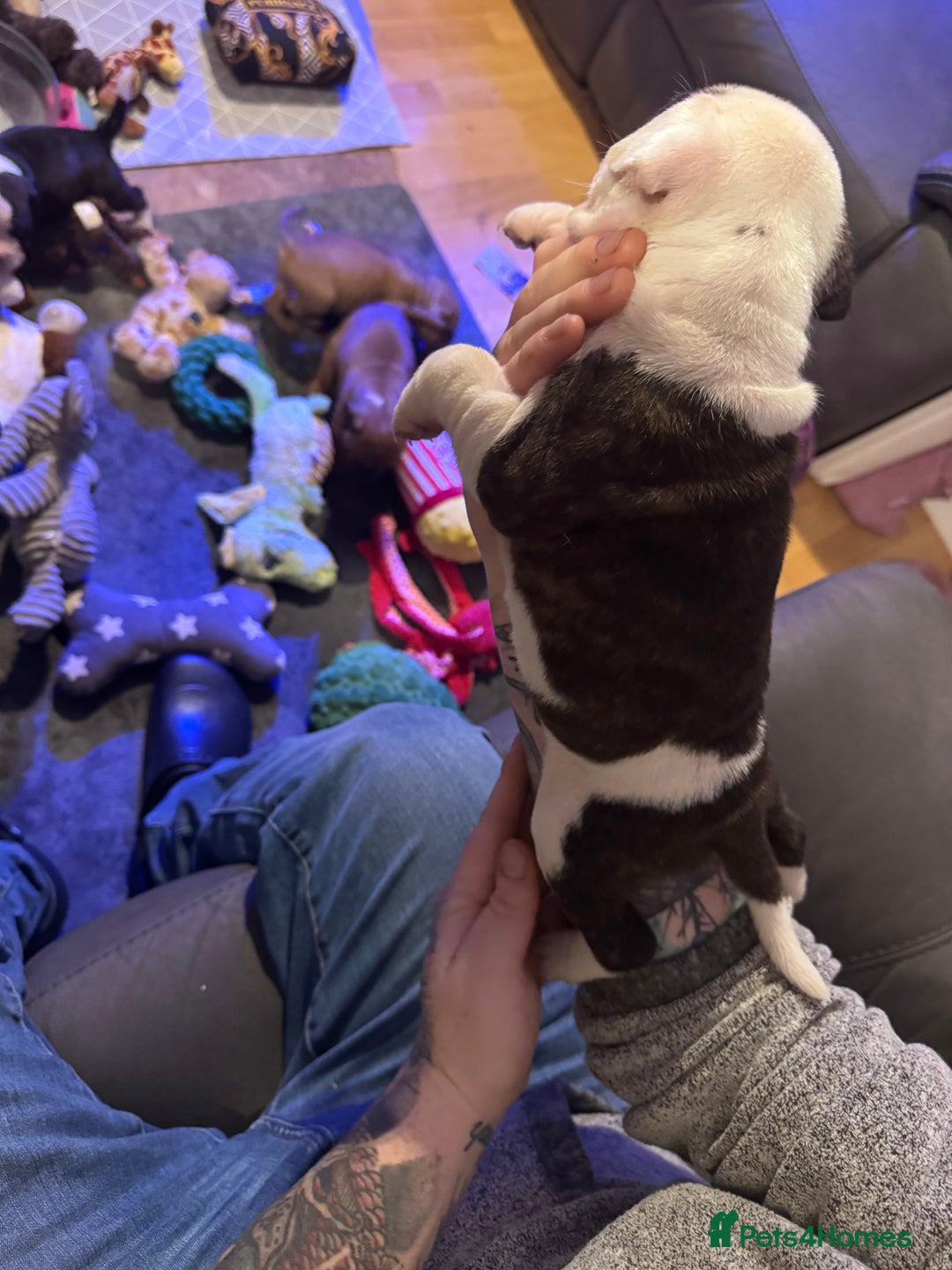 Staffordshire Bull Terrier dogs for sale: Stunning Female  Staffy x Pups - Advert 7