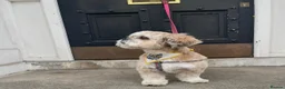 Lhasa Apso dogs for sale: Stormy  in London - Advert 20