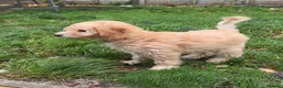 Mini Goldendoodle dogs for sale: F1B Mini Goldendoodle Boy -12 weeks old - Advert 4