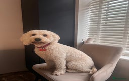 Cockapoo dogs for sale: Cockapoo Hypoallergenic F2B Pups - Full jabs - Image 2