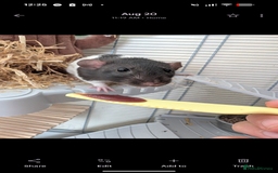 Rat rodents for sale: 2 female rats (4 month old) full cage setup  - Image 5