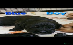 Mixed Breed dogs for sale: Cockapoo crossed lab - Image 6