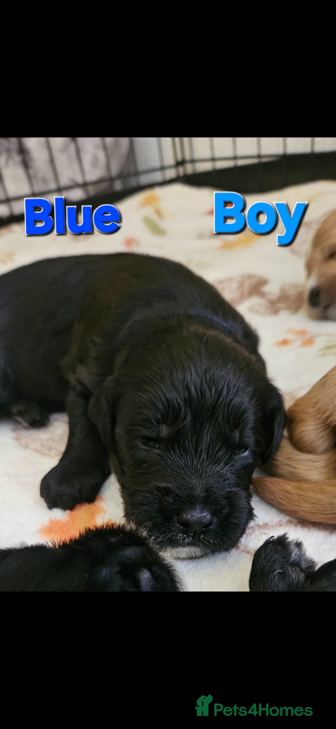 Mixed Breed dogs for sale: Cockapoo crossed lab - Image 6