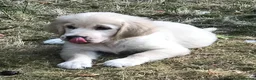 Golden Retriever dogs for sale: Championship lines puppies-ready now - Advert 28