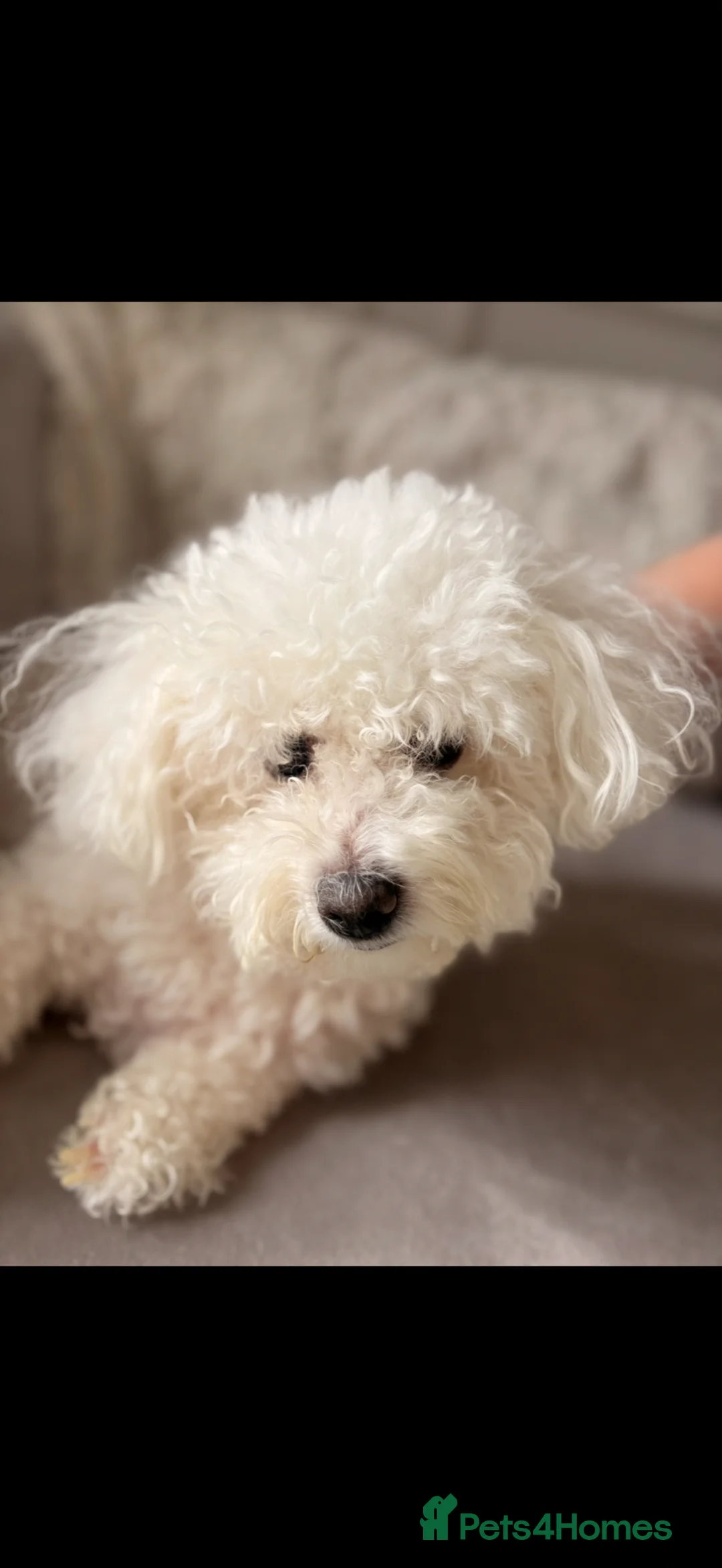 Mixed Breed dogs for sale: Pomeranian puppies  - Advert 2