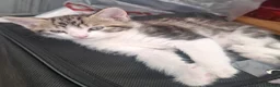 Domestic Shorthair cats for sale: Gorgeous Tabby & White Kittens – Ready Now! - Advert 8