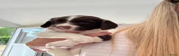English Springer Spaniel dogs for sale: Beautiful English springer Spaniels  - Advert 16