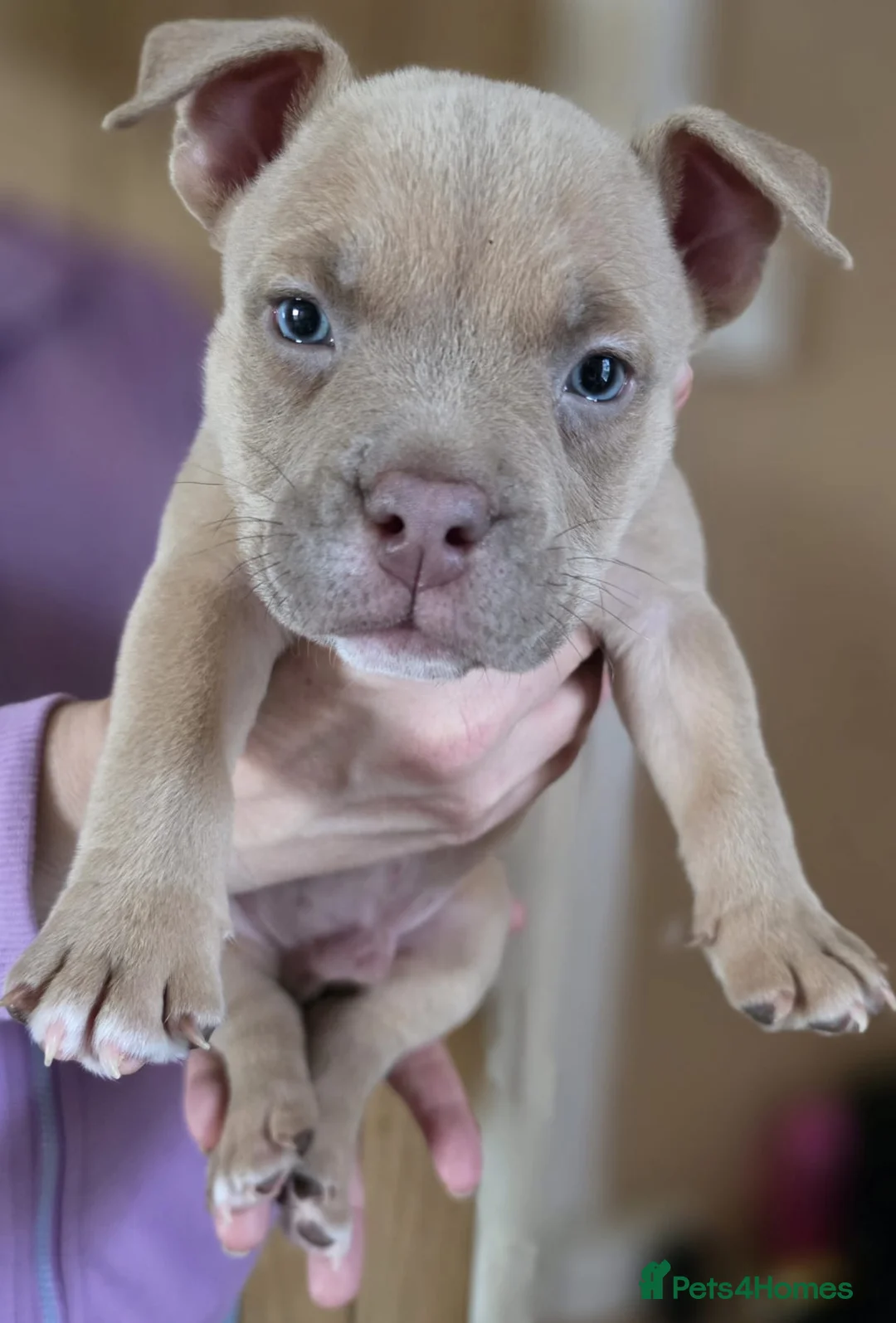 American Bully dogs for sale: Pocket bully puppies - Advert 20