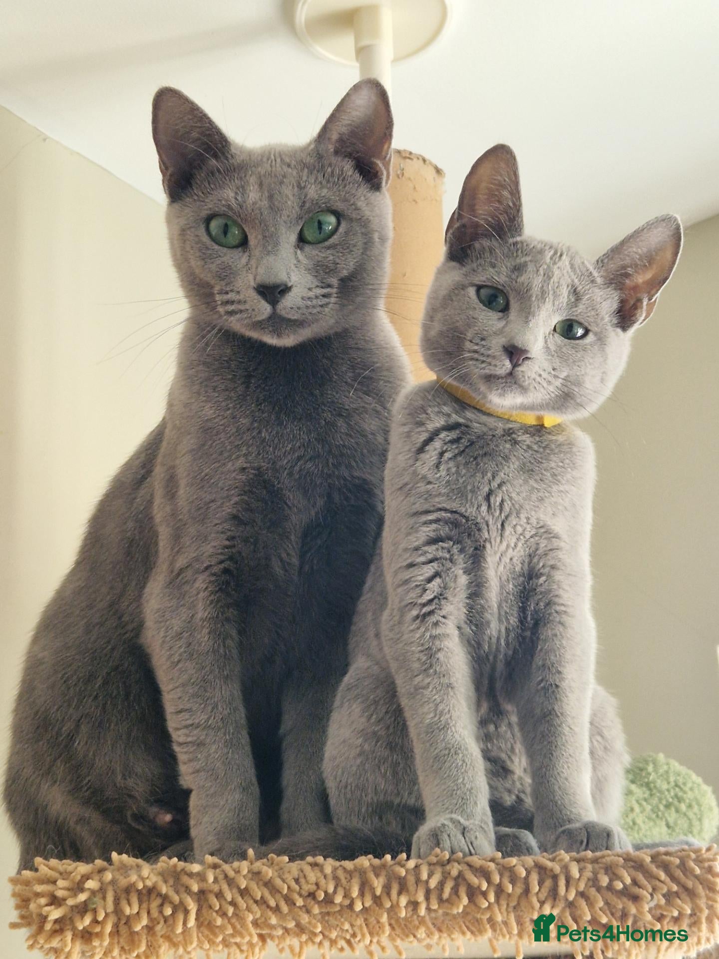 Russian Blue cats GCCF Champion sired Russian blue kittens - Advert 16