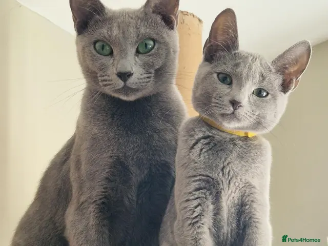 Russian Blue cats for sale: GCCF Champion sired Russian blue kittens - Advert 2